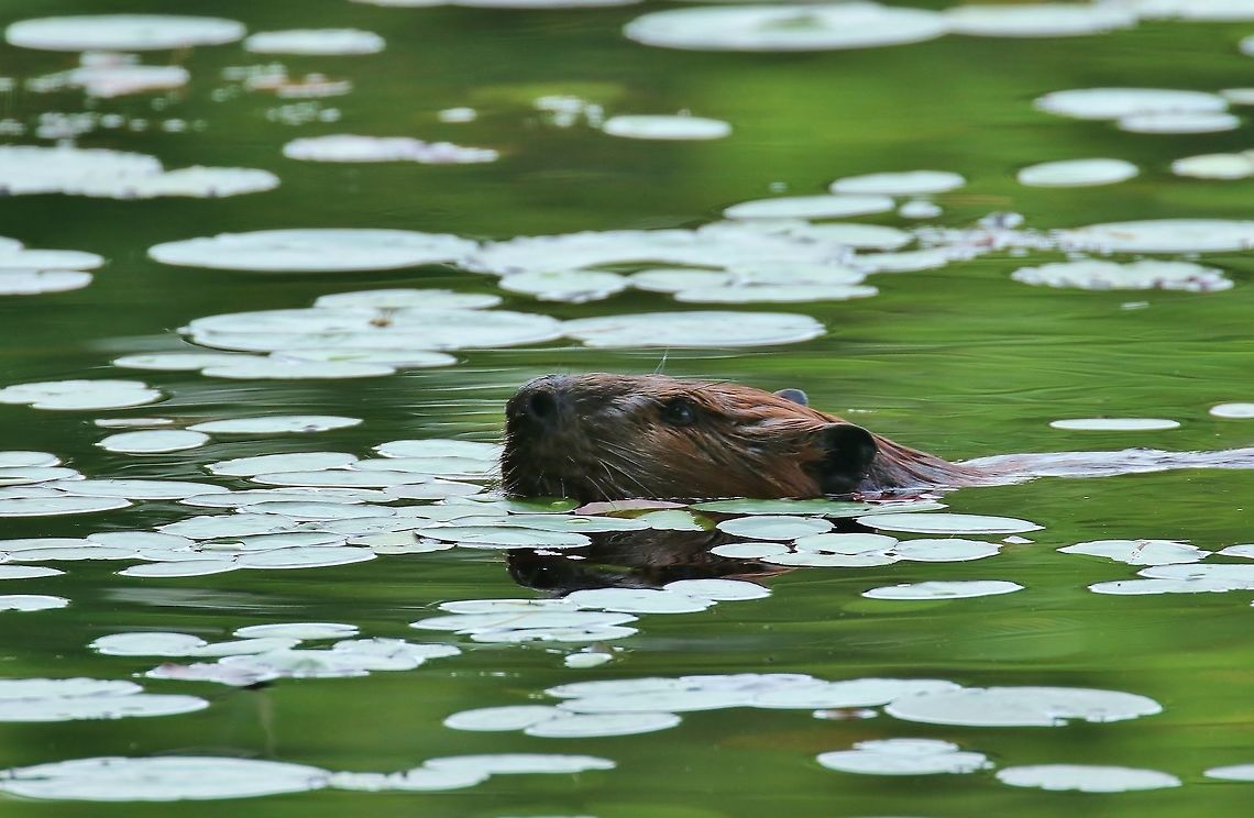 North American Beaver (Castor canadensis) Copps Pond, New Hampshire. Jun 6th, 2018. Castor canadensis,Geotagged,North American Beaver,Spring,United States