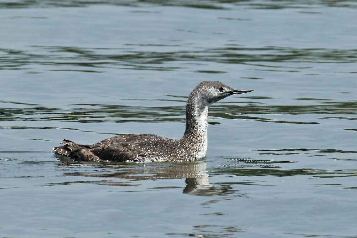 Red-throated loon (Gavia stellata) Odiorne Point, New Hampshire. Jun 7th, 2018 Gavia stellata,Geotagged,Red-throated loon,Spring,United States