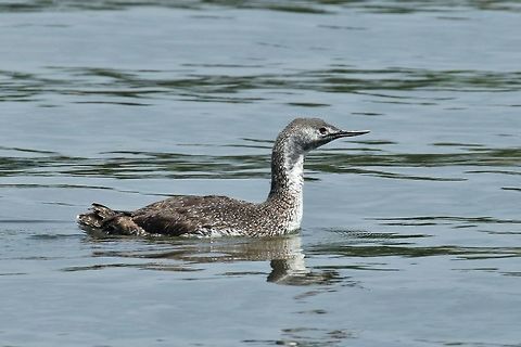 Red-throated loon (Gavia stellata) Odiorne Point, New Hampshire. Jun 7th, 2018 Gavia stellata,Geotagged,Red-throated loon,Spring,United States