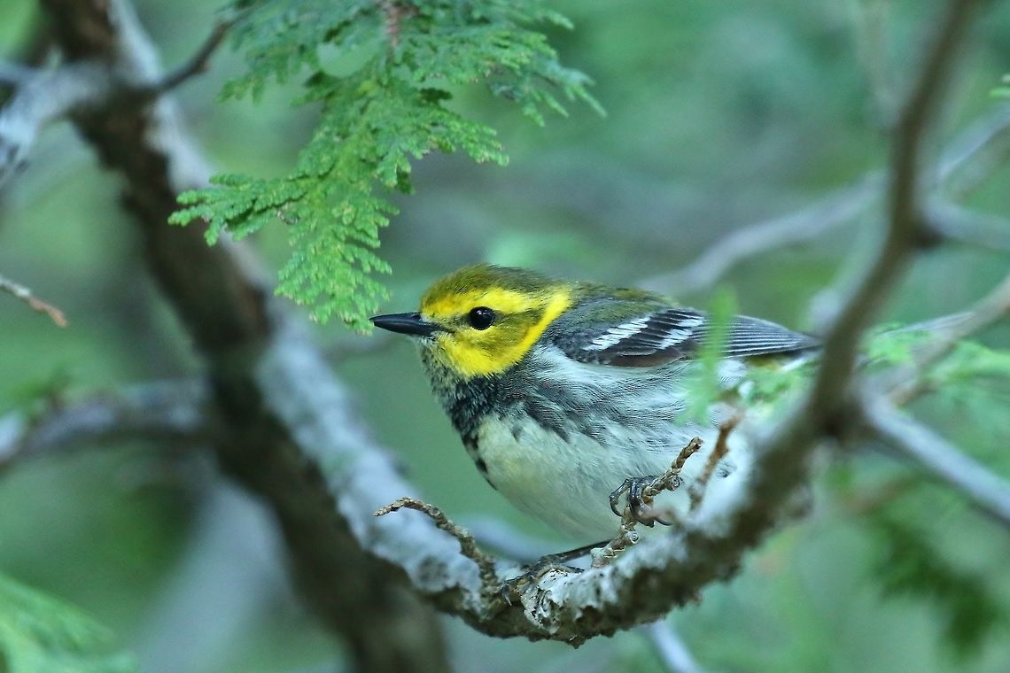 Black-throated Green Warbler (Setophaga virens) Mount Desert Island, Maine. May 31st, 2018 Black-throated Green Warbler,Geotagged,Setophaga virens,Spring,United States