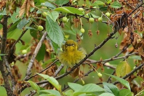 A fluffy pine warbler (Setophaga pinus) Tin Mountain Conservation Center, New Hampshire. Jun 6th, 2018 Geotagged,Pine warbler,Setophaga pinus,Spring,United States