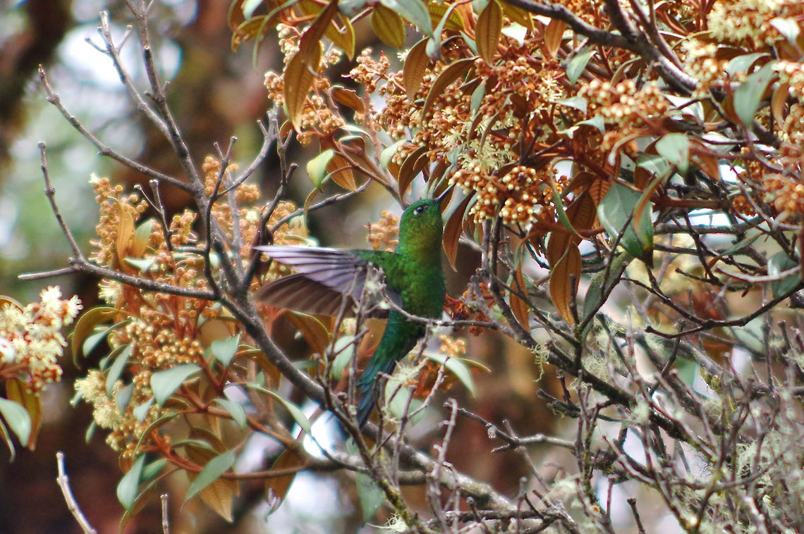 Golden-breasted puffleg (Eriocnemis mosquera) Paramo de Romerales, Quindio, Colombia. Jun 11th, 2014 Colombia,Eriocnemis mosquera,Geotagged,Golden-breasted puffleg,Spring