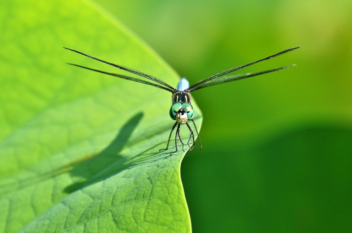 Blue dasher (Pachydiplax longipennis) Face to face with an alien...<br />
Missouri Botanical Garden, St Louis, MO. Jun 17th, 2018 Blue dasher,Geotagged,Pachydiplax longipennis,Spring,United States