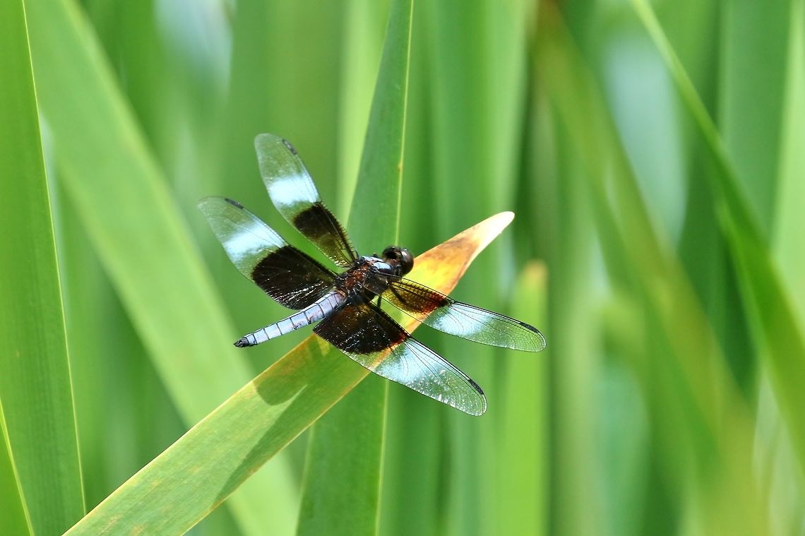 Widow Skimmer (Libellula luctuosa) Betlehem Valley Farm, Marthasville, MO, St Louis Geotagged,Libellula luctuosa,Summer,United States,Widow Skimmer