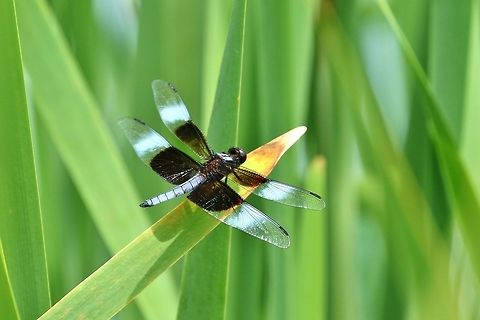 Widow Skimmer (Libellula luctuosa) Betlehem Valley Farm, Marthasville, MO, St Louis Geotagged,Libellula luctuosa,Summer,United States,Widow Skimmer