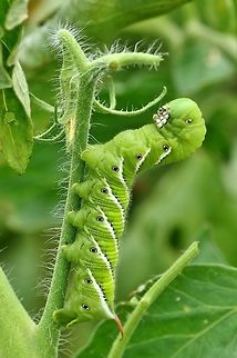 Carolina sphinx caterpillar (Manduca sexta) Betlehem Valley Farm, Marthasville, MO, St Louis. Jun 25th, 2018 Geotagged,Goliath worm,Manduca sexta,Summer,United States,moth week 2018