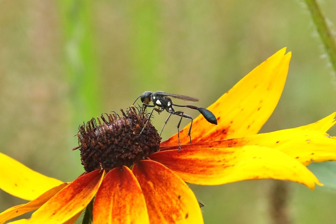 Thread-waist wasp (Eremnophila aureonotata) Peers Store, Marthasville, MO. Jun 25th, 2018. Eremnophila aureonotata,Geotagged,Summer,United States
