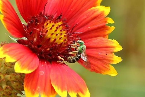 Bicolored striped sweat-bee (Agapostemon virescens) Bethlehem Valley Farm, Marthasville, MO. Jun 25th, 2018. Agapostemon virescens,Geotagged,Summer,United States