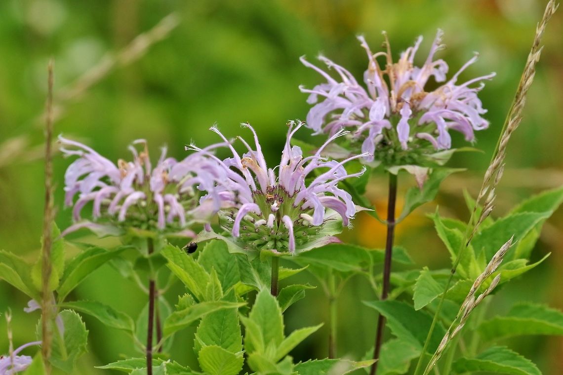 Wild bergamot (Monarda fistulosa) Betlehem Valley Farm, Marthasville, MO, St Louis. Jun 25th, 2018 Geotagged,Monarda fistulosa,Summer,United States,Wild bergamot