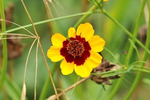 Plains coreopsis (Coreopsis tinctoria) Betlehem Valley Farm, Marthasville, MO, St Louis. Jun 25th, 2018 Coreopsis tinctoria,Geotagged,Plains coreopsis,Summer,United States
