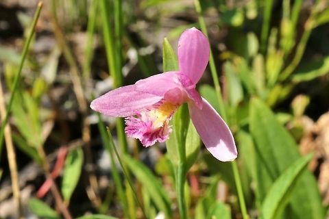 Snakemouth (Pogonia ophioglossoides) Mount Desert Island, Maine. Jul 10, 2018 Geotagged,Pogonia ophioglossoides,Summer,United States