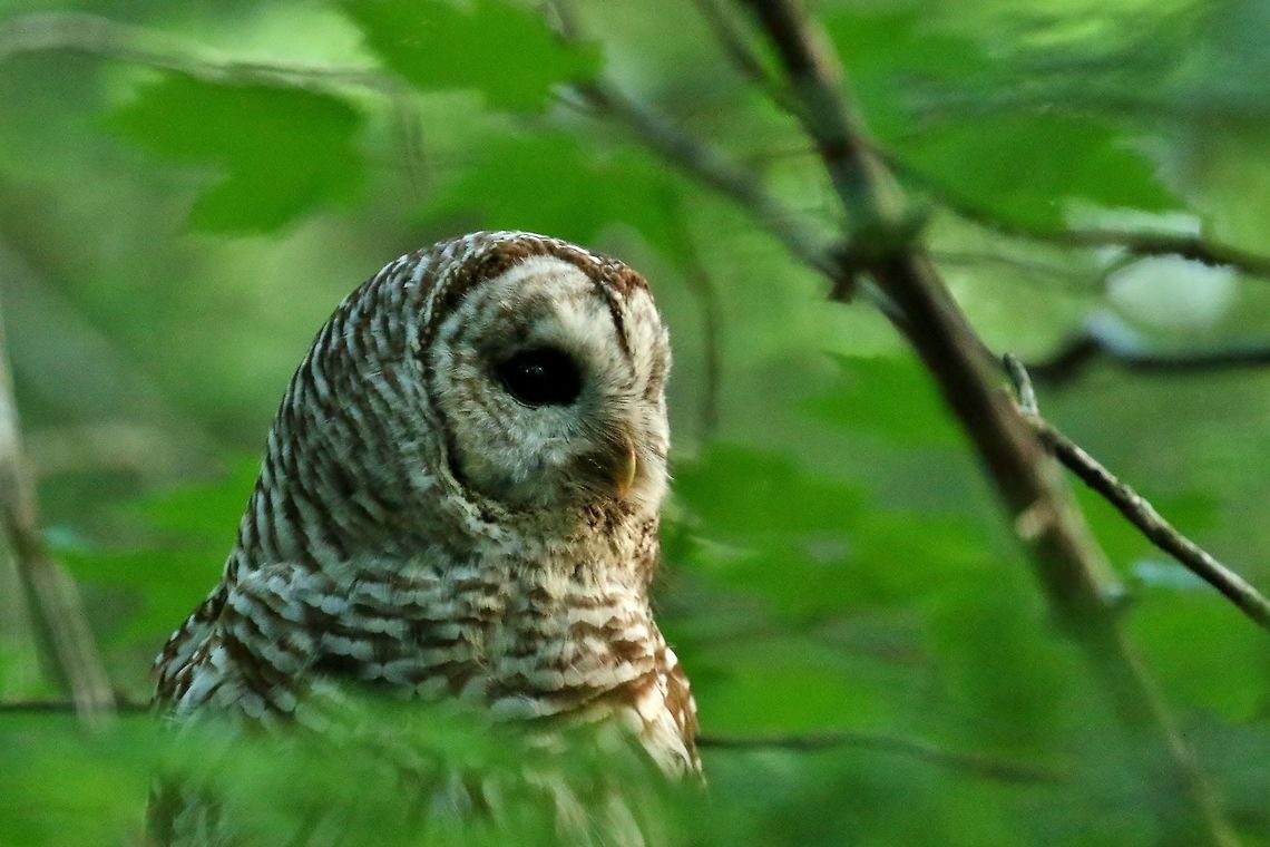 Morning owl... I was out bright and early at this spot where I knew a family of barred owls had successfully fledged three juveniles. I never found the juveniles but around 6.30 I saw this adult fly across the forest and disappear ahead of me. I walked along, trying to relocate it. At some point, I genuinely don&#039;t know if I heard something, or if it was just a weird instinct, but I turned around. The owl was perched on branch right above the path, maybe 3 meters off the ground, quietly looking at me. I had probably walked right underneath it! <br />
The morning was overcast, but a couple a sun rays peeked out just at the right moment, lighting its face.<br />
It stood for a while longer, before flying over me, and only then did I realize that it had caught a chipmunk! It perched on another branch not far off and after a few minutes enjoyed what was probably its last snack before going to sleep!<br />
Possibly the best encounter I have ever had with an owl!<br />
<br />
<br />
See:<br />
<figure class="photo"><a href="https://www.jungledragon.com/image/62888/the_early_bird_gets_the..._chipmunk.html" title="The early bird gets the... chipmunk?"><img src="https://s3.amazonaws.com/media.jungledragon.com/images/2959/62888_thumb.JPG?AWSAccessKeyId=05GMT0V3GWVNE7GGM1R2&Expires=1759968010&Signature=BurJCqDpi36p08h8vCV%2B%2B%2F3Lg50%3D" width="200" height="134" alt="The early bird gets the... chipmunk? Sieur de Monts, Maine. Jul 11, 2018 Barred Owl,Geotagged,Strix varia,Summer,United States" /></a></figure> Barred Owl,Geotagged,Strix varia,Summer,United States