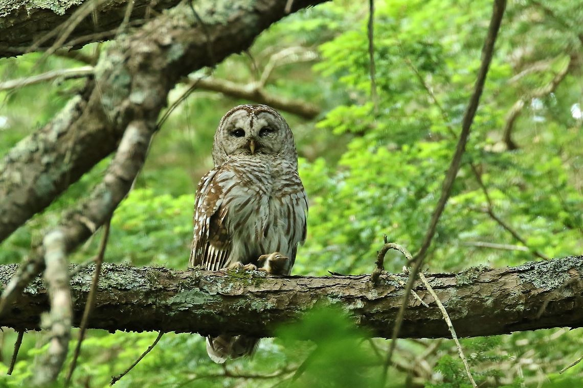 The early bird gets the... chipmunk? Sieur de Monts, Maine. Jul 11, 2018 Barred Owl,Geotagged,Strix varia,Summer,United States