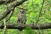The early bird gets the... chipmunk? Sieur de Monts, Maine. Jul 11, 2018 Barred Owl,Geotagged,Strix varia,Summer,United States