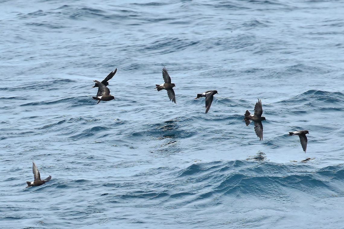 Wilson's storm petrel (Oceanites oceanicus) NE Maine pelagic waters. Jul 11, 2018 Geotagged,Oceanites oceanicus,Summer,United States,Wilson's storm petrel