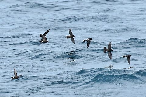 Wilson's storm petrel (Oceanites oceanicus) NE Maine pelagic waters. Jul 11, 2018 Geotagged,Oceanites oceanicus,Summer,United States,Wilson's storm petrel