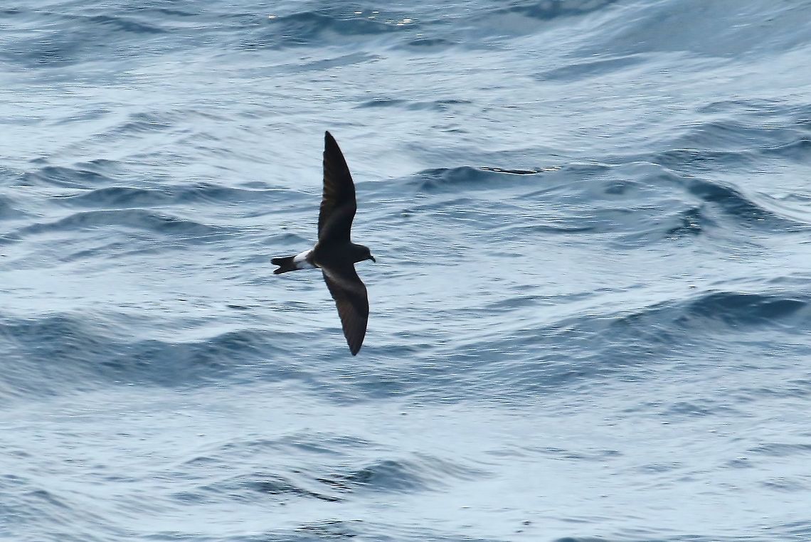 Leach's storm petrel (Oceanodroma leucorhoa) NE Maine pelagic waters. Jul 11, 2018 Geotagged,Leach's storm petrel,Oceanodroma leucorhoa,Summer