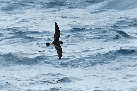 Leach's storm petrel (Oceanodroma leucorhoa) NE Maine pelagic waters. Jul 11, 2018 Geotagged,Leach's storm petrel,Oceanodroma leucorhoa,Summer
