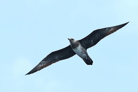 Long-tailed skua (Stercorarius longicaudus) NE Maine pelagic waters. Jul 11, 2018 Geotagged,Long-tailed jaeger,Stercorarius longicaudus,Summer,United States
