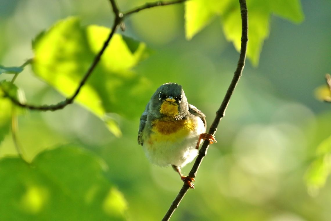 Northern parula (Setophaga americana) Mount Desert Island, Maine. Jul 13th, 2018 Geotagged,Northern parula,Setophaga americana,Summer,United States