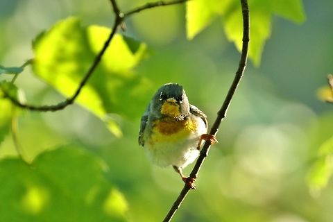 Northern parula (Setophaga americana) Mount Desert Island, Maine. Jul 13th, 2018 Geotagged,Northern parula,Setophaga americana,Summer,United States
