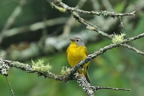 Nashville Warbler (Oreothlypis ruficapilla) Mount Desert Island, Maine. Jul 18th, 2018 Geotagged,Nashville Warbler,Oreothlypis ruficapilla,Summer,United States