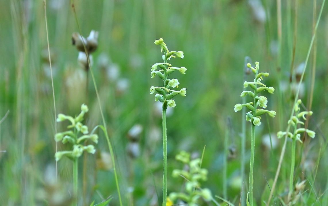 Small green wood orchid (Platanthera clavellata) Mount Desert Island, Maine. Jul 13th, 2018 Geotagged,Platanthera clavellata,Small green wood orchid,Summer,United States