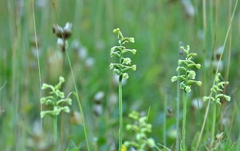 Small green wood orchid (Platanthera clavellata) Mount Desert Island, Maine. Jul 13th, 2018 Geotagged,Platanthera clavellata,Small green wood orchid,Summer,United States