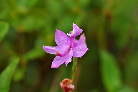 Tuberous Grass Pink (Calopogon tuberosus) Mount Desert Island, Maine. Jul 18th, 2018 Calopogon tuberosus,Geotagged,Summer,Tuberous Grass Pink,United States