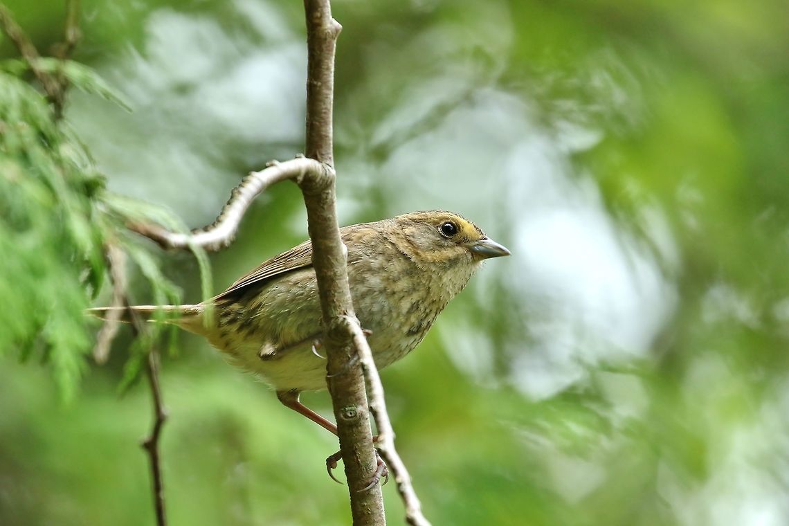 Nelson's sparrow (Ammodramus nelsoni) Irving Nature Park, NB, Canada. Jul 15th, 2018 Ammodramus nelsoni,Canada,Geotagged,Nelson's sparrow,Summer