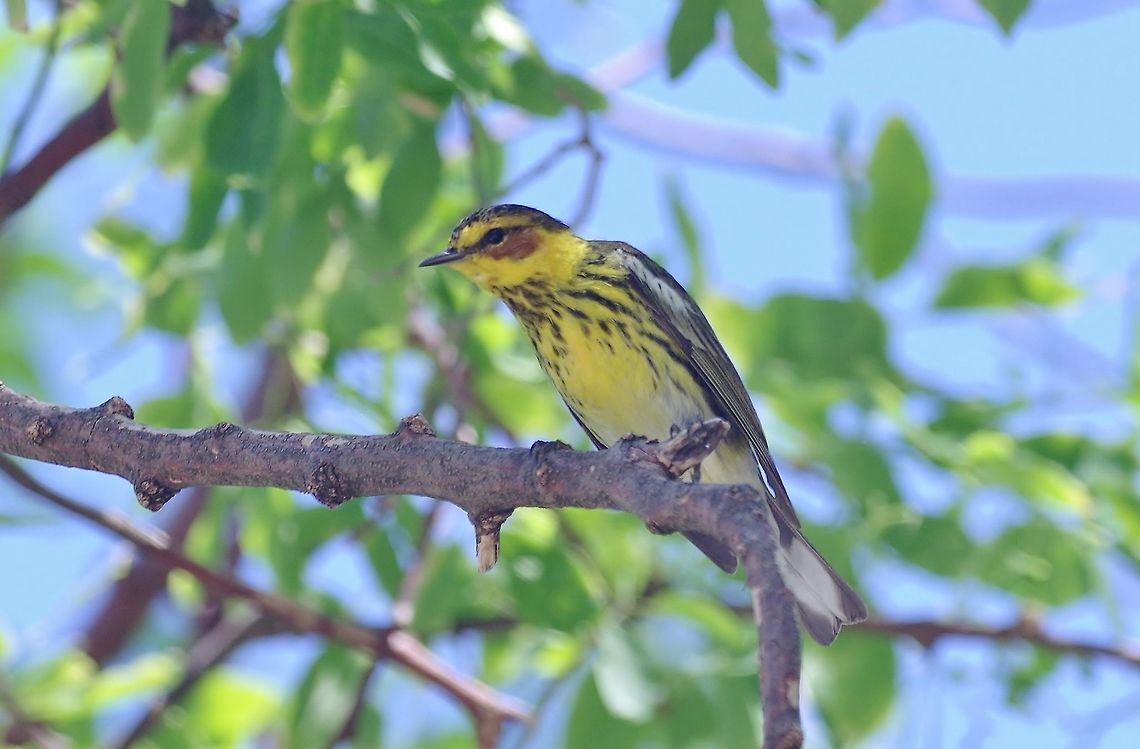 Cape May Warbler (Setophaga tigrina) San Andres town, SAP, Colombia. Mar 7th, 2018 Cape May Warbler,Colombia,Geotagged,Setophaga tigrina,Winter