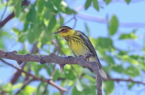 Cape May Warbler (Setophaga tigrina) San Andres town, SAP, Colombia. Mar 7th, 2018 Cape May Warbler,Colombia,Geotagged,Setophaga tigrina,Winter