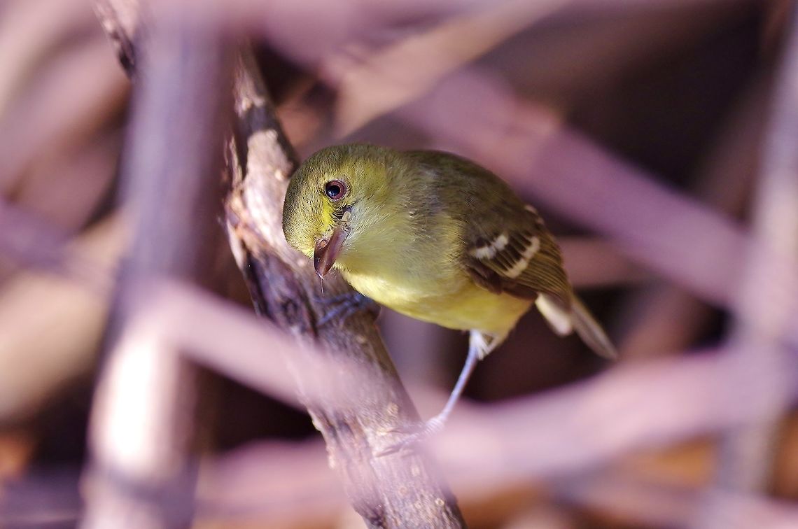 Providencia vireo (Vireo crassirostris approximans) Isla Santa Catalina, SAP, Colombia. Mar 7th, 2018 Colombia,Geotagged,Providencia vireo,Vireo crassirostris approximans,Winter