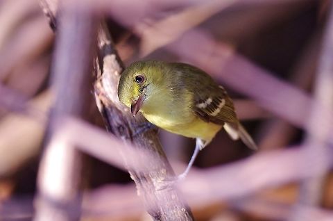 Providencia vireo (Vireo crassirostris approximans) Isla Santa Catalina, SAP, Colombia. Mar 7th, 2018 Colombia,Geotagged,Providencia vireo,Vireo crassirostris approximans,Winter