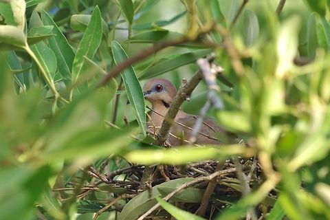 White-winged dove (Zenaida asiatica) on her nest Isla Santa Catalina, SAP, Colombia. Mar 7th, 2018 Colombia,Geotagged,White-winged dove,Winter,Zenaida asiatica