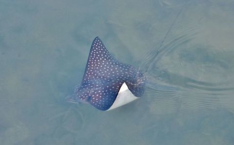 Spotted eagle ray (Aetobatus narinari)) Isla Santa Catalina, SAP, Colombia. Mar 7th, 2018 Aetobatus narinari,Colombia,Geotagged,Spotted eagle ray,Winter