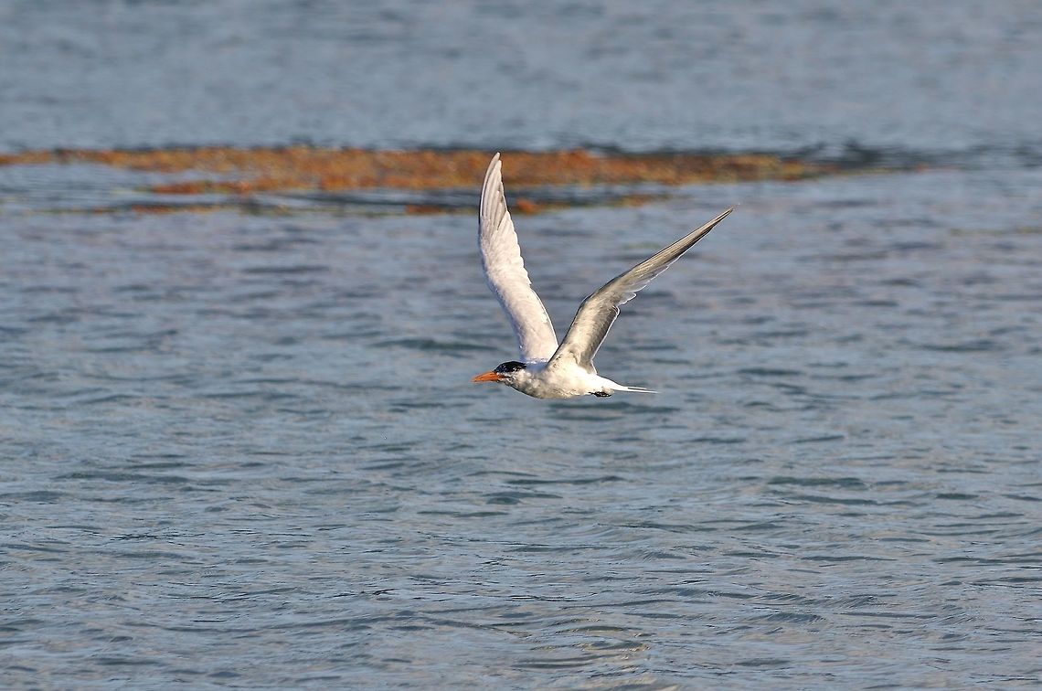 Royal tern (Thalasseus maximus) Isla Santa Catalina, SAP, Colombia. Mar 7th, 2018 Colombia,Geotagged,Royal tern,Thalasseus maximus,Winter