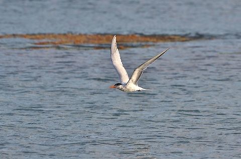 Royal tern (Thalasseus maximus) Isla Santa Catalina, SAP, Colombia. Mar 7th, 2018 Colombia,Geotagged,Royal tern,Thalasseus maximus,Winter