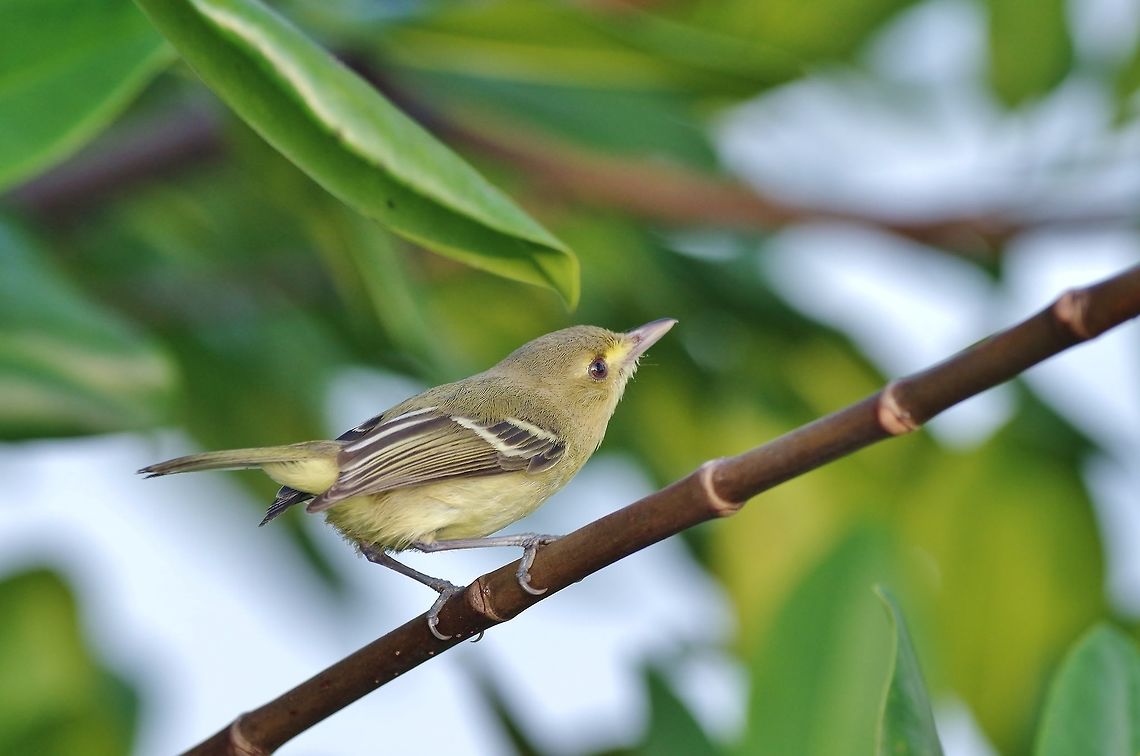 Providencia vireo (Vireo crassirostris approximans) Isla Santa Catalina, SAP, Colombia. Mar 7th, 2018 Colombia,Geotagged,Providencia vireo,Vireo crassirostris approximans,Winter
