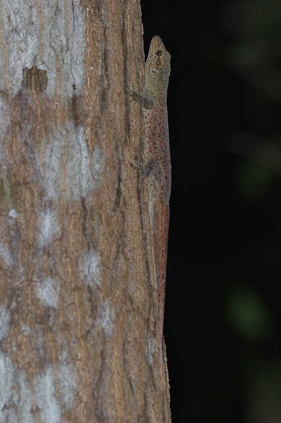 Saint George Island Gecko (Aristelliger georgeensis) Isla Santa Catalina, SAP, Colombia. Mar 7th, 2018 Aristelliger georgeensis,Colombia,Geotagged,Saint George Island Gecko,Winter