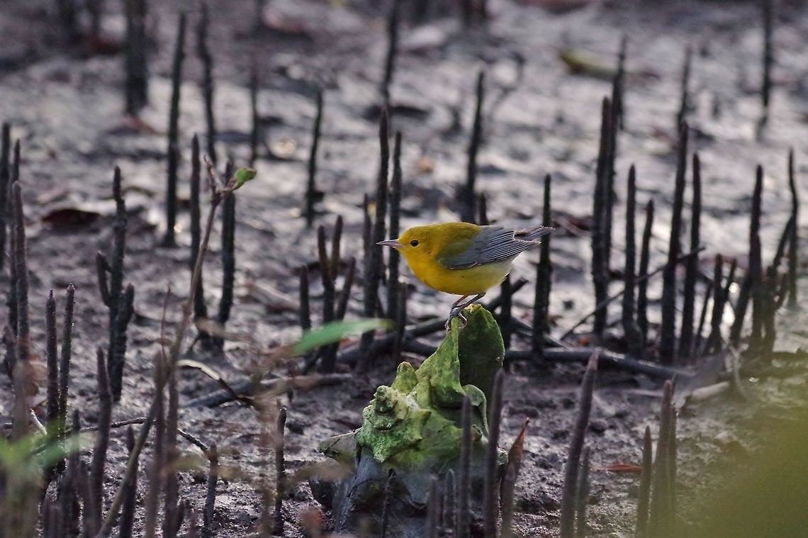 Prothonotary Warbler (Protonotaria citrea) Isla Santa Catalina, SAP, Colombia. Mar 8th, 2018 Colombia,Geotagged,Prothonotary Warbler,Protonotaria citrea,Winter