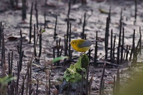 Prothonotary Warbler (Protonotaria citrea) Isla Santa Catalina, SAP, Colombia. Mar 8th, 2018 Colombia,Geotagged,Prothonotary Warbler,Protonotaria citrea,Winter