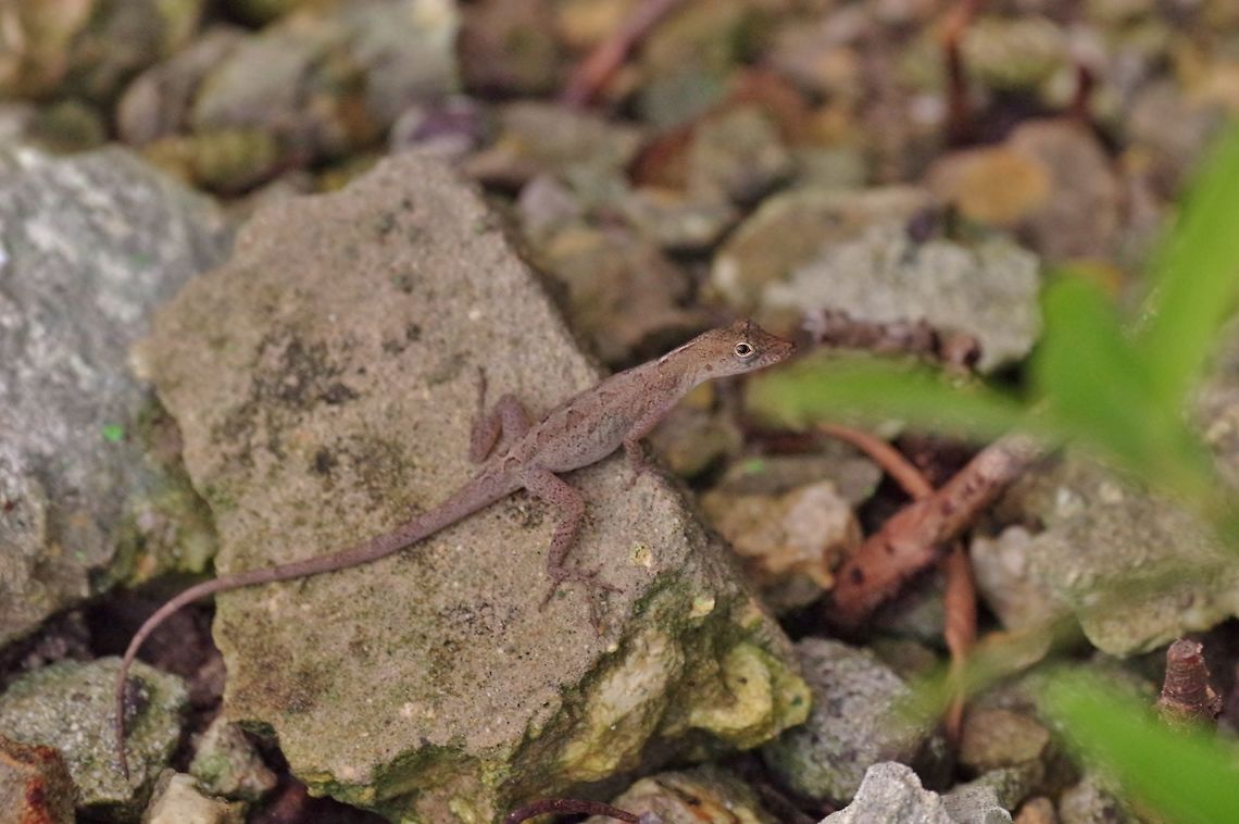 Norops pinchoti (Crab Cay Anole) Isla Santa Catalina, SAP, Colombia. Mar 8th, 2018 Colombia,Crab Cay Anole,Geotagged,Norops pinchoti,Winter