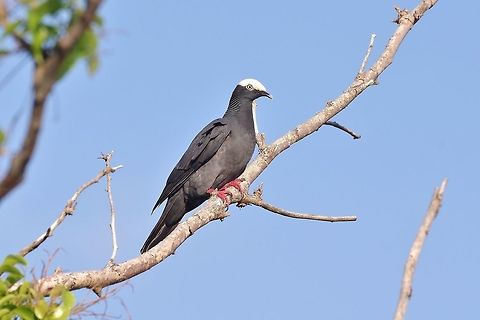 White-crowned pigeon (Patagioenas leucocephala) Isla Santa Catalina, SAP, Colombia. Mar 8th, 2018 Colombia,Geotagged,Patagioenas leucocephala,White-crowned pigeon,Winter