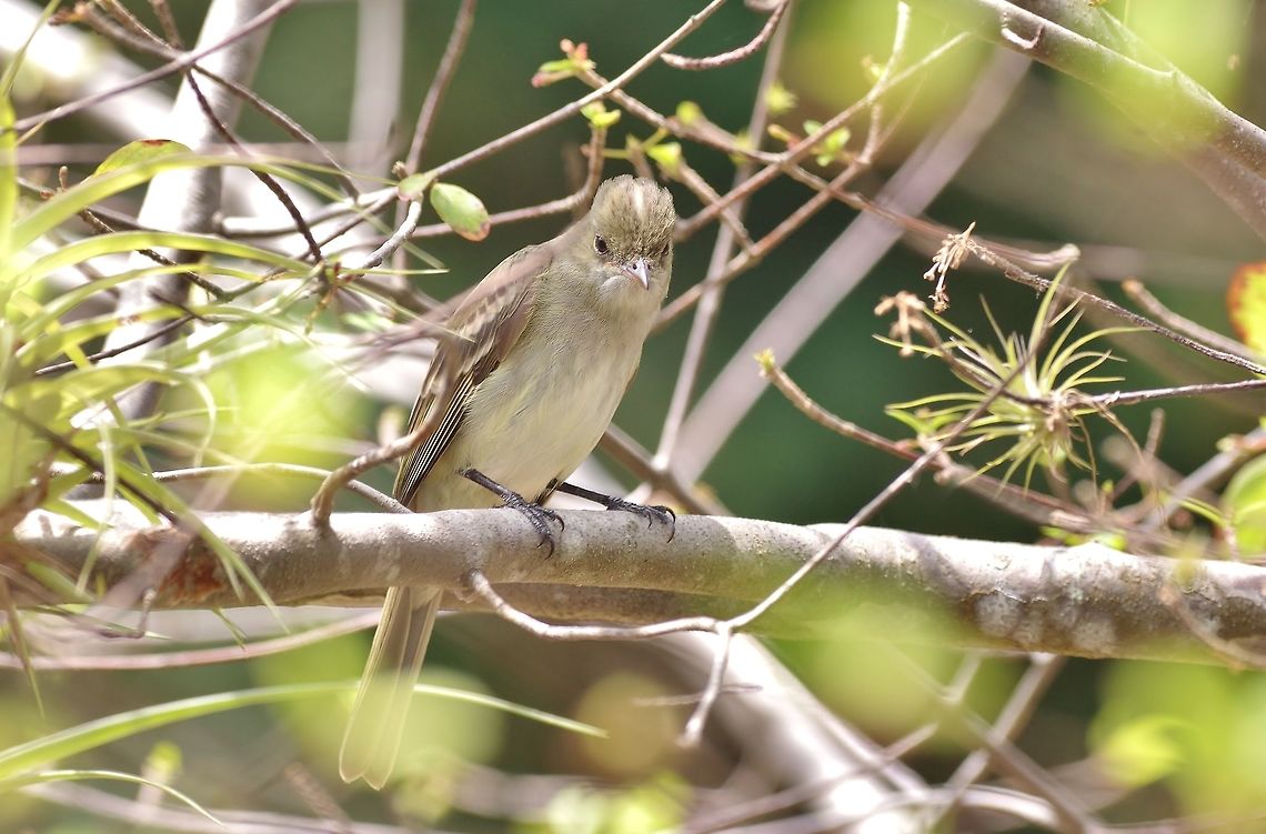 Caribbean elaenia (Elaenia martinica) Bottom House, Providencia, SAP, Colombia. Mar 8th, 2018 Caribbean elaenia,Colombia,Elaenia martinica,Geotagged,Winter