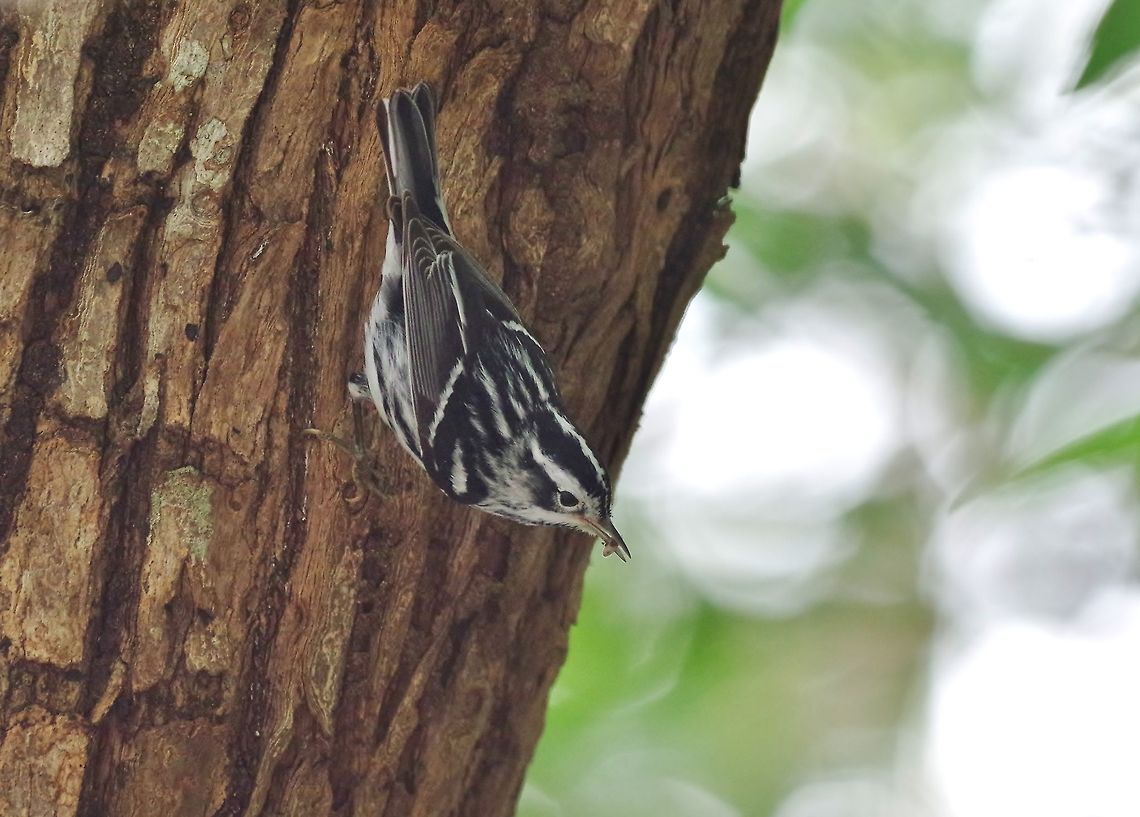 Black-and-white warbler (Mniotilta varia) Bottom House, Providencia, SAP, Colombia. Mar 8th, 2018 Black-and-white warbler,Colombia,Geotagged,Mniotilta varia,Winter