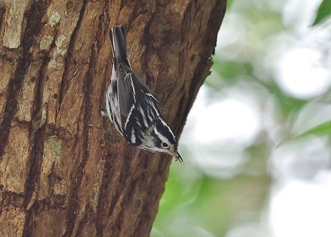 Black-and-white warbler (Mniotilta varia) Bottom House, Providencia, SAP, Colombia. Mar 8th, 2018 Black-and-white warbler,Colombia,Geotagged,Mniotilta varia,Winter