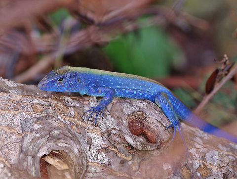 Rainbow lizard