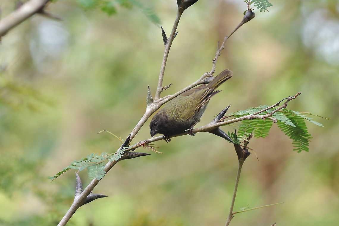 Black-faced grassquit (Tiaris bicolor) Isla Providencia, SAP, Colombia. Mar 8th, 2018 Black-faced grassquit,Colombia,Geotagged,Tiaris bicolor,Winter