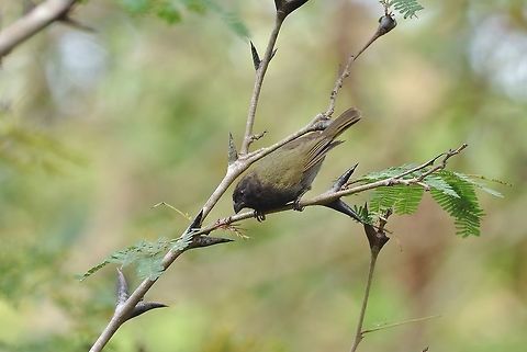 Black-faced grassquit (Tiaris bicolor) Isla Providencia, SAP, Colombia. Mar 8th, 2018 Black-faced grassquit,Colombia,Geotagged,Tiaris bicolor,Winter